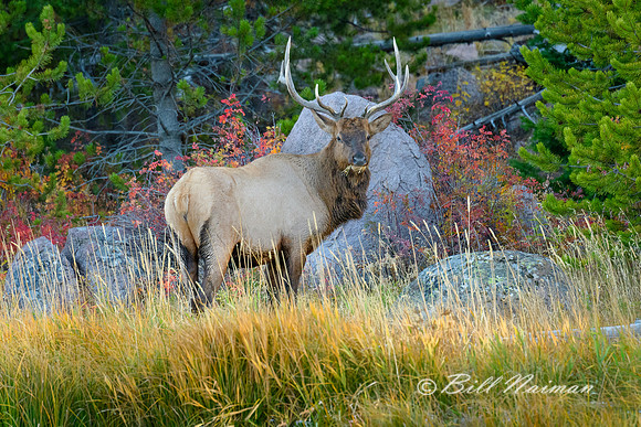 Yellowstone 2018 - Elk (2)  Grazing by Madison River