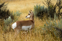 Yellowstone 2018  - Pronghorn (1)