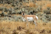 Yellowstone 2018  - Pronghorn (2)