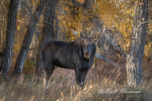 Yellowstone 2018  - Moose  (1)