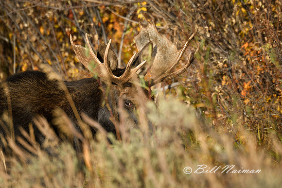 Yellowstone 2018  - Moose (2)  Watching