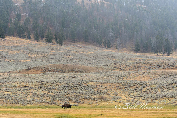 Yellowstone 2018 - Lamar Valley (2)