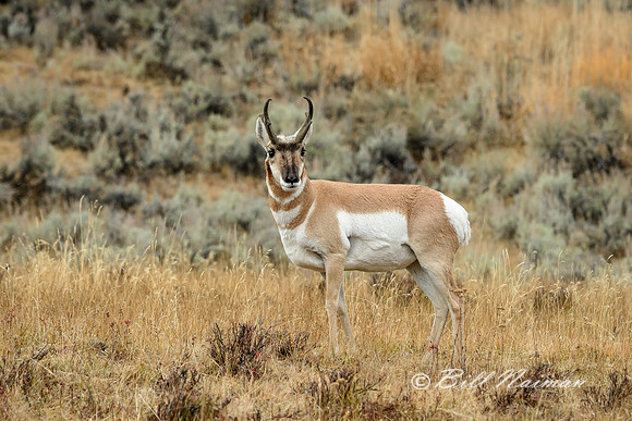Yellowstone 2018  - Pronghorn (2)