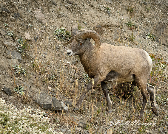 Yellowstone 2018 - Big Horn Sheep (1)