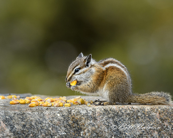 Ground Squirrel