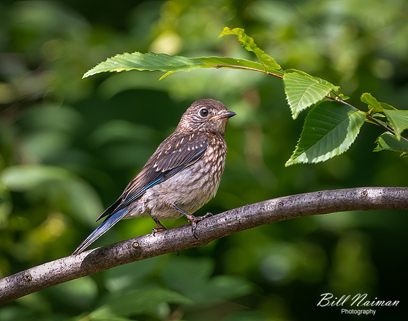 Bluebird (6)