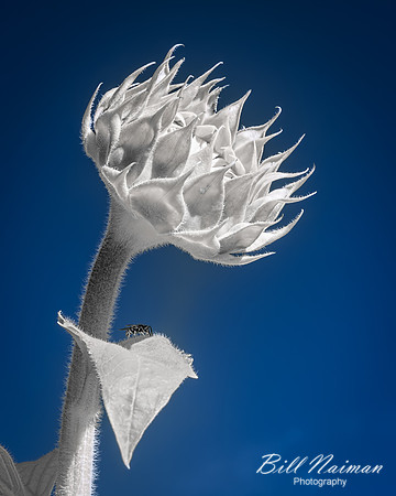 Sunflower Blossom With Wasp - Infrared False Color