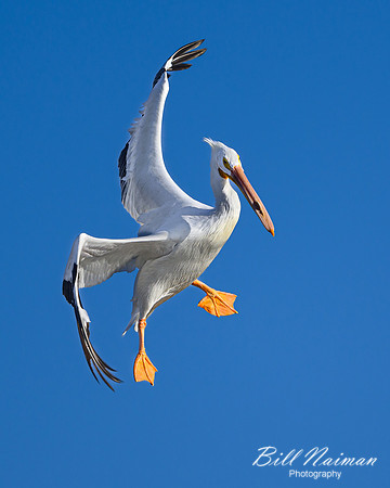 Pelican Landing Mississippi River-2025_01_09-7100