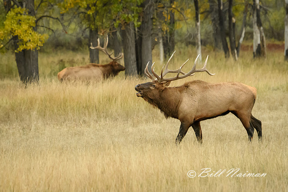 Elk (7)