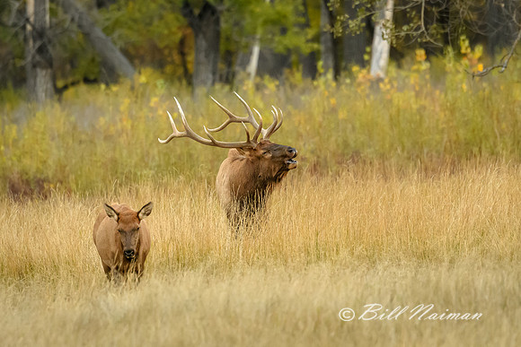 Elk (11)