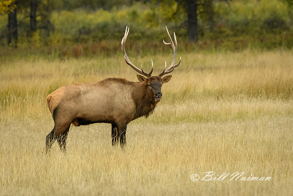 Elk (12)