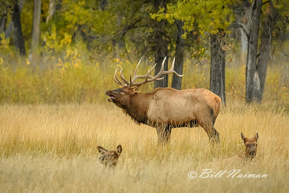 Elk (13)