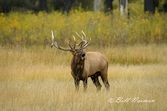 Elk (14)