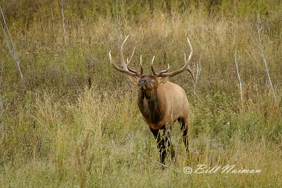 Elk (15) - Sniffing for Scent