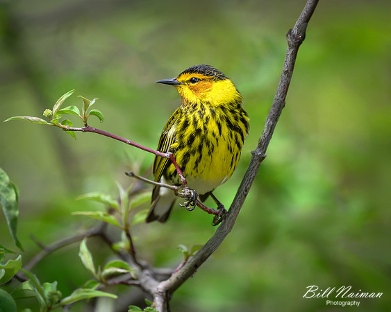 Cape May Warbler 2024_05_07-5213