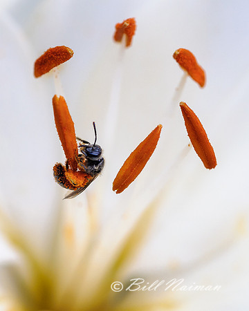 Lily - Lilium Tiny Nanny with Bee