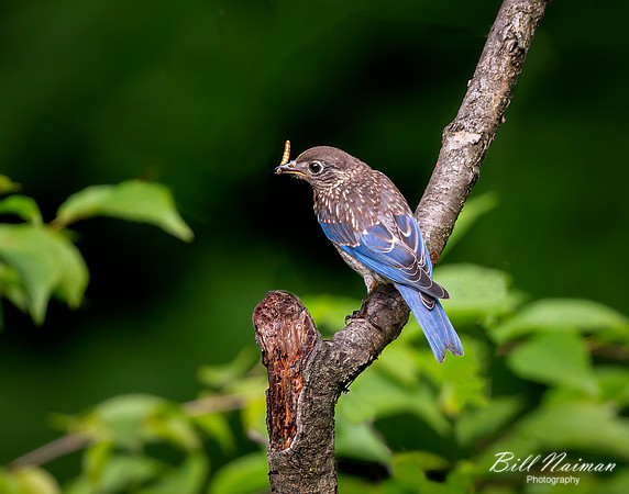 Bluebird (4)