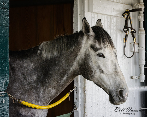 Keenland Horse in Stall