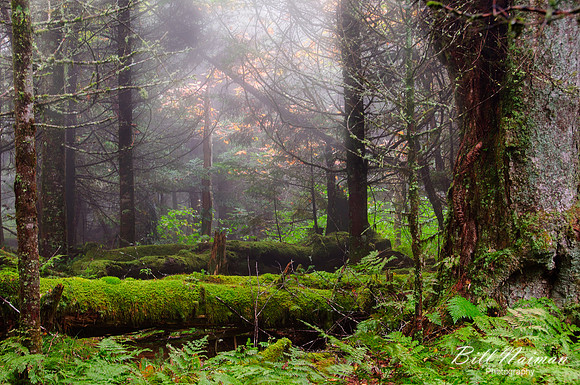 Jump Off Trail - in fog 2011 (1)