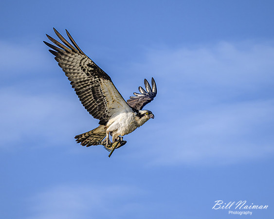 Osprey with Fish (4) and Nest Material