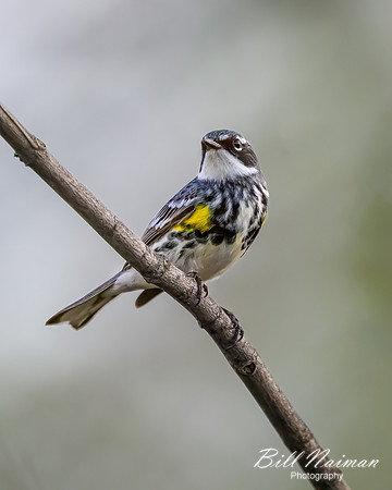Yellow-rumped warbler - 2023 (1)