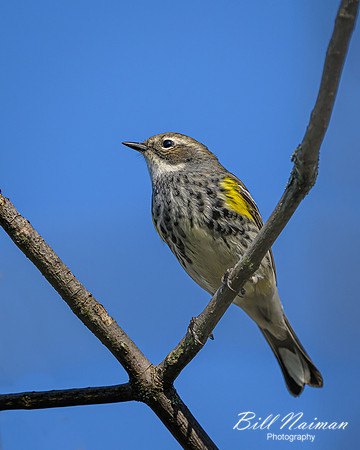 Yellow-rumped warbler - 2023 (2)