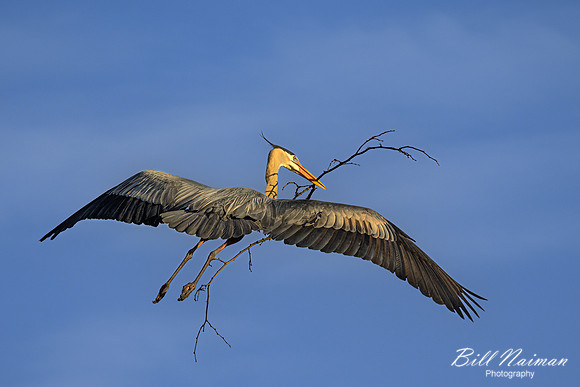 Blue Heron 2023 (1) Cuyahoga Valley National Park