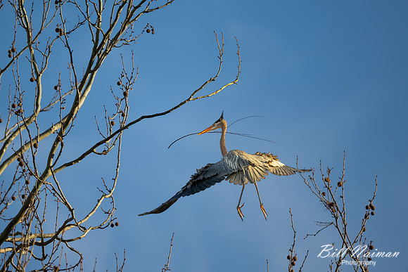 Blue Heron 2023 (2) Cuyahoga Valley National Park