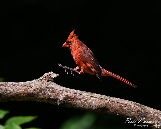 Cardinal Leap 2 of 2