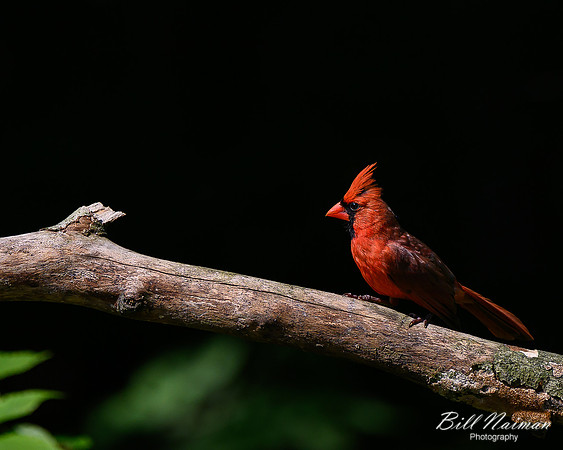 Cardinal Leap 1 of 2