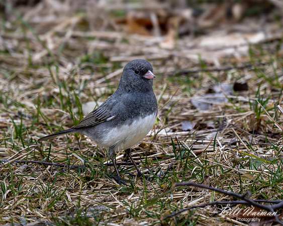 Dark-eyed Junco - 2023 Medina Marsh