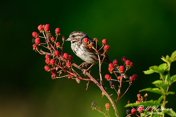 Swamp Sparrow 2023 (1) - Trail Lake Park