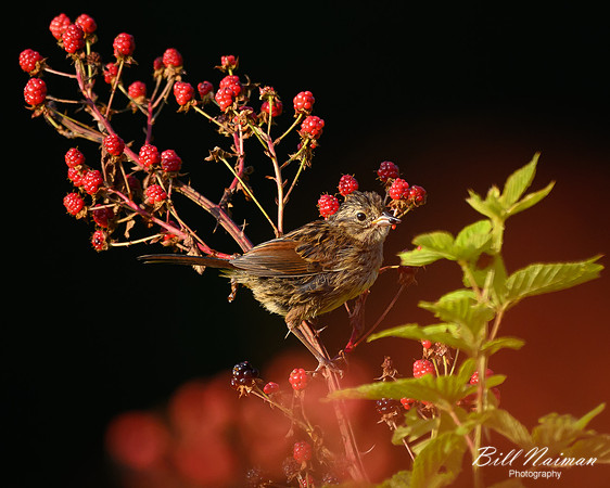 Swamp Sparrow 2023 (2) - Trail Lake Park
