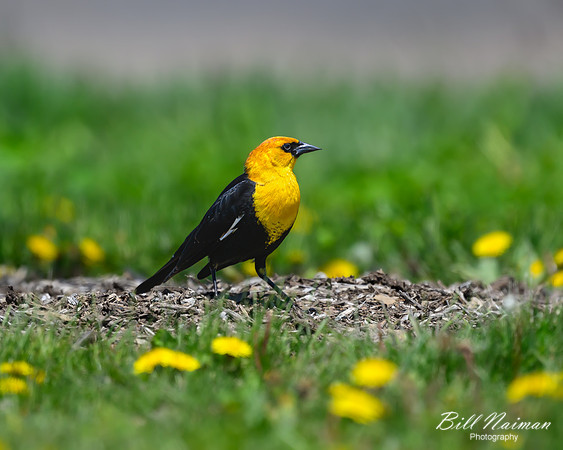 Yellow-headed Blackbird - 2023 Ottawa Wildlife Preserve