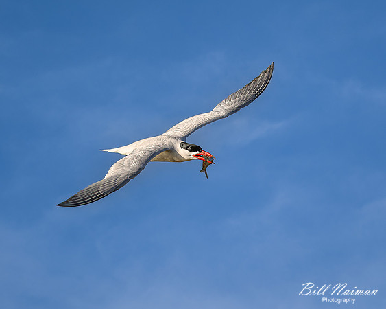 Common Tern with fish- 2023