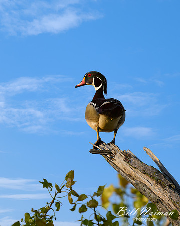 Wood Duck Drake - 2023 (2)