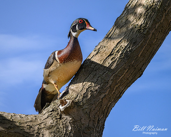 Wood Duck Drake - 2023 (1)