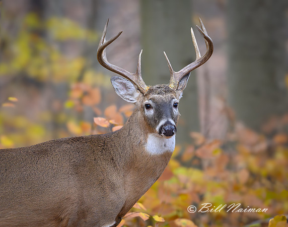 White Tail Buck - 8 Points 2023 Nov 7