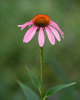 Purple Coneflower-2024_07_22-7489