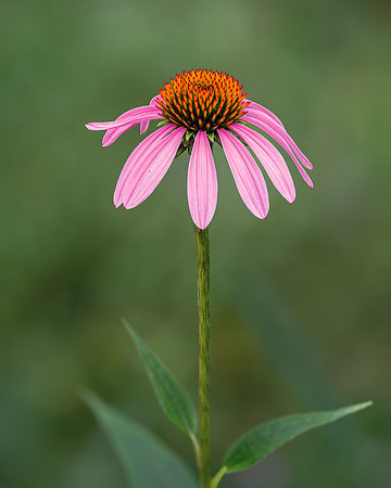 Purple Coneflower-2024_07_22-7489