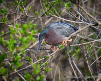 Green Heron_2024_05_02-4115