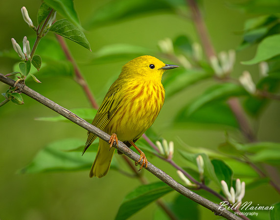 Yellow Warbler 2024_05_10-8096