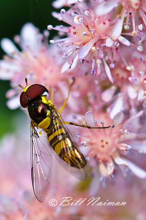 Astilbe with Hoverfly