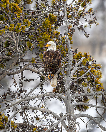 YNP Bald Eagle Perched insitu 2024_1670