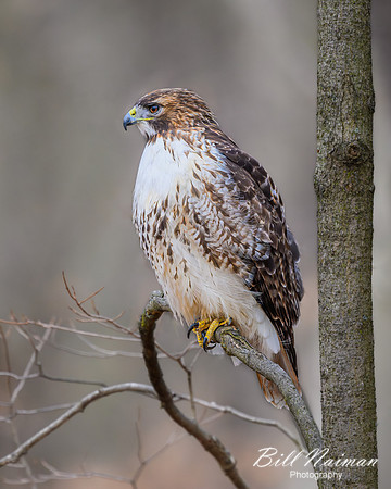 Red-tailed Hawk - 2024_7374