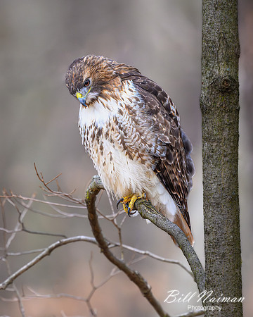 Red-tailed Hawk - 2024_7359