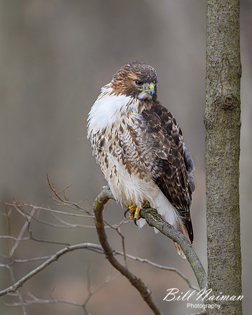 Red-tailed Hawk - 2024_7433