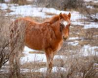TRNP Horses  2024_2754