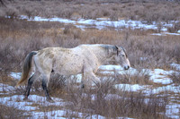 TRNP Horses  2024_2714