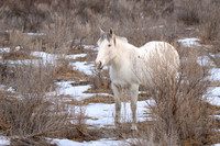 TRNP Horses  2024_2787